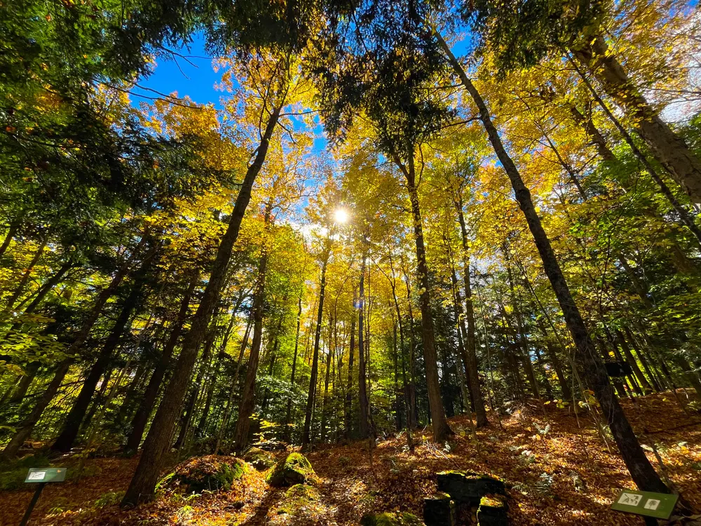 Autumn woodland trail among tall trees and fallen leaves at Gifford Woods